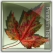 Fall Theme Go launcher ex