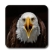 Beautiful HD Animal Wallpaper