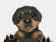 FooPets Desktop