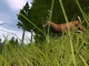 Hunting Unlimited 2010