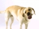 Golden Labrador Dog Licking Screen Cleaner