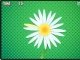 Daisy Petals