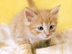 Adorable Pets #7 Animated Wallpaper