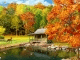 3D Falling Leaves Animated Wallpaper