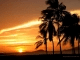 Tropical Scenes