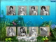 Tropical Fish Shop - Annabel's Adventure