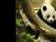 Loveable Panda Bear