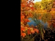 Signs of Fall Screensaver