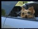 CoolDog