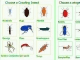 Aviasoft Pocket Insects