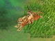 Storm Online