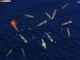 Torpedo Submarine Battles 2