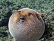 Puffer Fish Screensaver