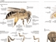 Visual Dictionary